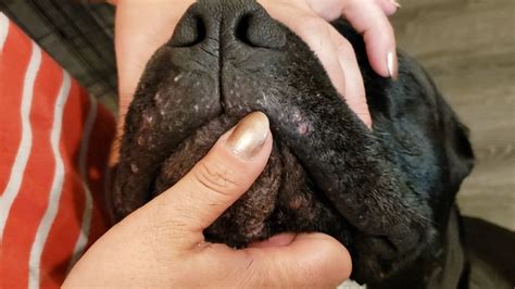  Dogs that eat from plastic bowls will often time develop acne and irritation around the muzzle and chin due to the bacteria that develops on the plastic over time and is impossible to clean