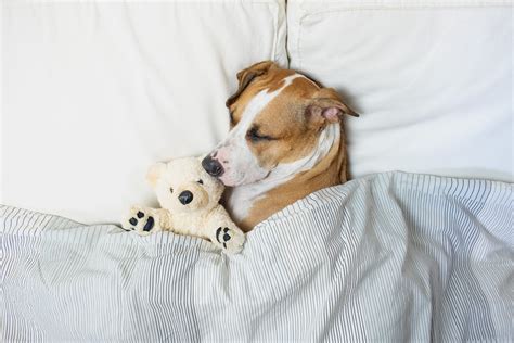  Dogs want to sleep with other animals to feel safe and warm