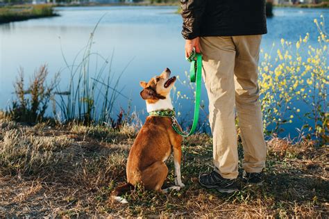  Dogs who are walked on a regular basis are generally better behaved all round
