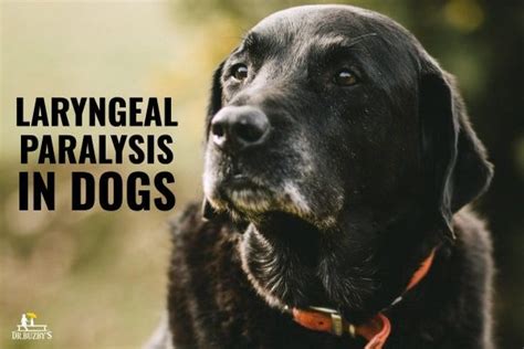  Dogs who develop laryngeal paralysis can have noisy breathing and a soft cough