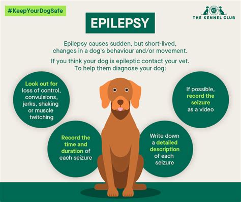  Dogs will be excluded from the study if a systemic or structural lesion is found to be the cause of the seizures