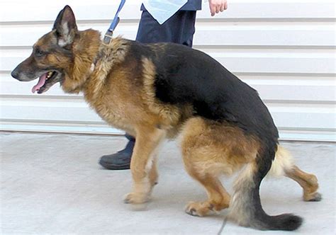  Dogs with DM struggle to coordinate hind leg movements, often progressing to an inability to walk