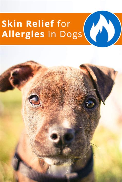  Dogs with allergies Allergies often lead to itching and skin reactions