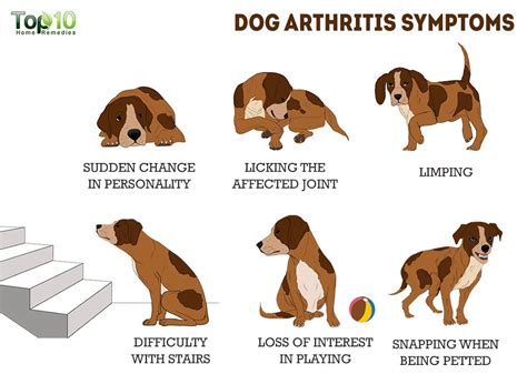  Dogs with arthritis may exhibit irritability or a lack of interest in socializing or playing