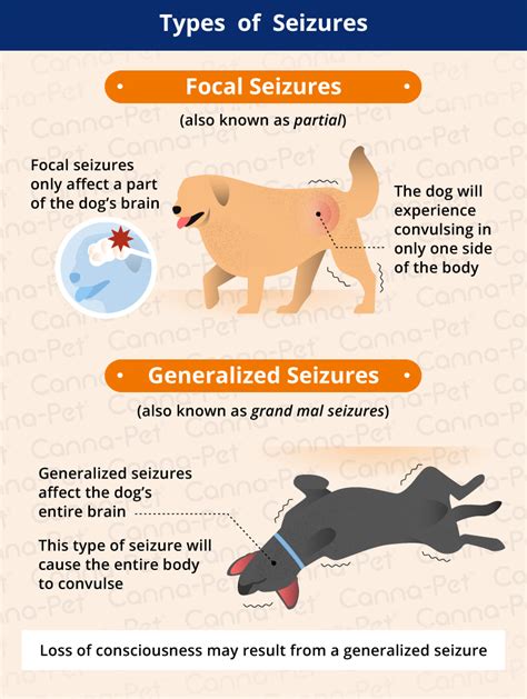  Dogs with generalized seizures convulse the entire body, while dogs with focal seizures twitch one limb or isolated body parts