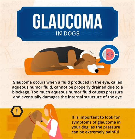  Dogs with glaucoma exhibit behavioral changes, showing obvious signs of discomfort, and owners often note their dogs are not themselves and become more lethargic, have decreased appetite, and consistently rub their faces