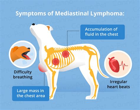  Dogs with lymphoma undergo staging tests that include blood tests, a urinalysis, x-rays of the chest and abdomen, an abdominal sonogram, and a bone marrow aspirate