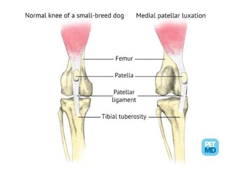  Dogs with patellar luxation experience discomfort in their knees and in some cases, loss of function