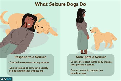  Dogs with seizures are able to live normal lives with proper medications