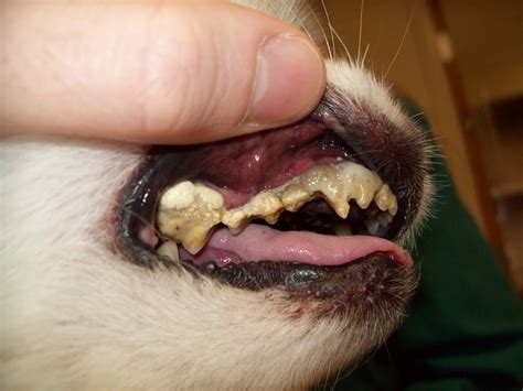  Dogs with severe cases of the malady will breathe through their mouths