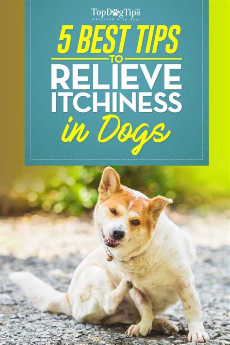  Dogs with severe itchiness may require higher concentrations of CBD to experience relief from their itchy skin