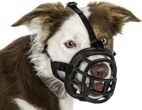  Dogs with shortened muzzles will have problems in extremely hot or cold conditions and should be monitored carefully