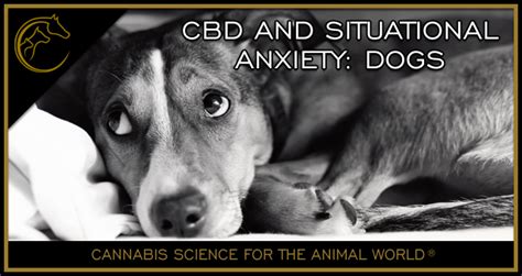  Dogs with situational anxiety respond well when dosed with CBD on an as-needed basis before an expected stressful event