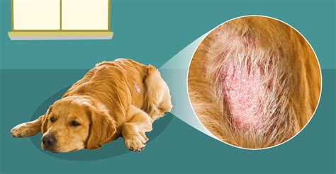  Dogs with skin and coat issues are likely to benefit from this