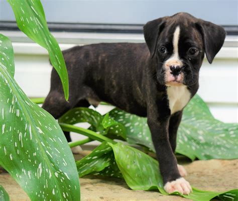  Donna Carbine is a boxer breeder and sells boxer puppies to approved homes
