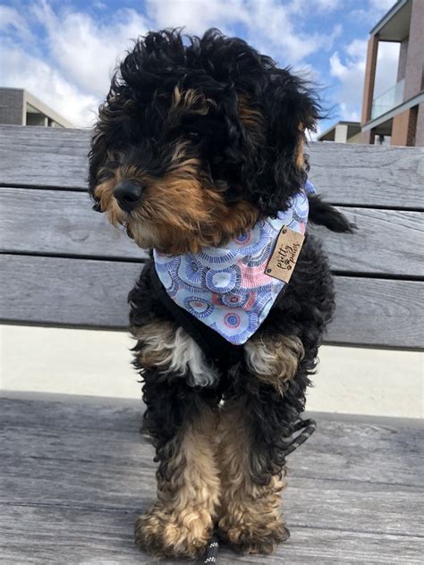  Doodle Breeder in Chicago When you work with Central Illinois Doodles and see our available litters , you will not just fall in love at first sight but see how our puppies are children of our own
