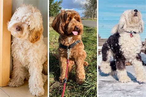  Doodle breeds, in general, are ever-increasing in popularity due to their cute appearance, intelligent, loving nature, and low-shed coats