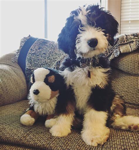  Doodle cuddles are the best! If you are looking for a furry friend that will shower you with love and loyalty, a Bernedoodle is a perfect dog for you