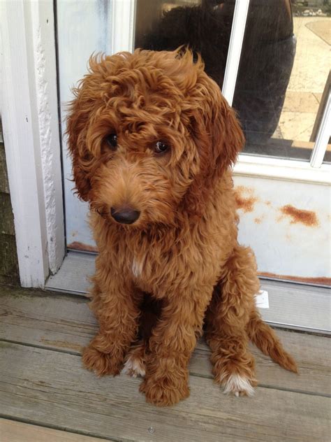  Doodle puppies are simply amazing