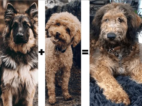  Doodles in general are known for being high energy thanks to their Poodle parentage, but Shepadoodles are especially energetic due to the addition of German Shepherd