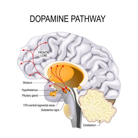  Dopamine is responsible for feelings of pleasure and reward, and cocaine blocks its reuptake, leading to a buildup of the neurotransmitter in the brain