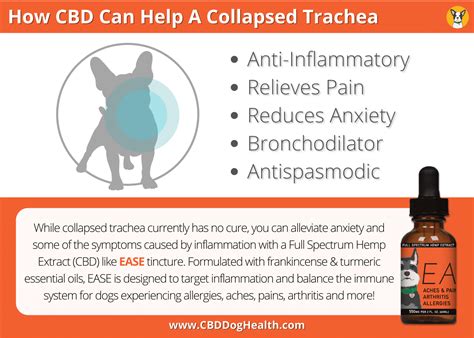  Dosing Instructions Administer mg of CBD for collapsed trachea in dogs and as a natural anti inflammatory for dogs, daily