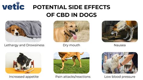  Drowsiness: CBD oil may cause drowsiness in some dogs, especially at higher doses