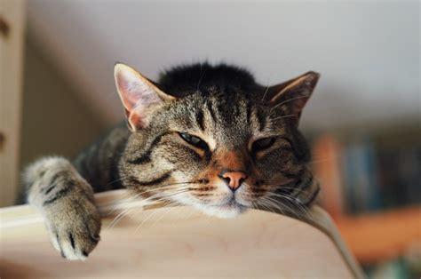  Drowsiness Although cat parents use CBD oils to treat stress and anxiety in cats, the calming effect afterward can turn to drowsiness, especially if in high doses