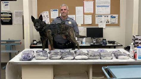  Drug dogs, also known in the US as Narcotic Detector K9 Units, make up only a very small portion of the total number of sniffer dogs active in the country