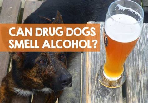  Drug dogs are able to smell 10, to , times better than humans
