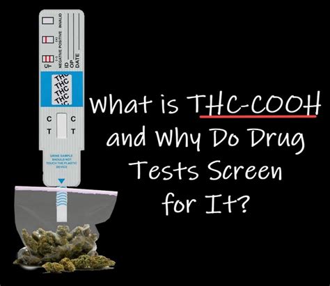  Drug tests check for tetrahydrocannabinol THC because that is the cannabis compound that makes people feel high