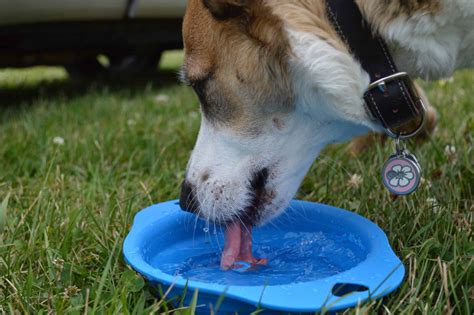 Dry Mouth: You may notice your dog sipping water more often than usual