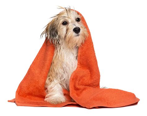  Drying your dog after a bath will also help prevent its skin from becoming irritated or infected