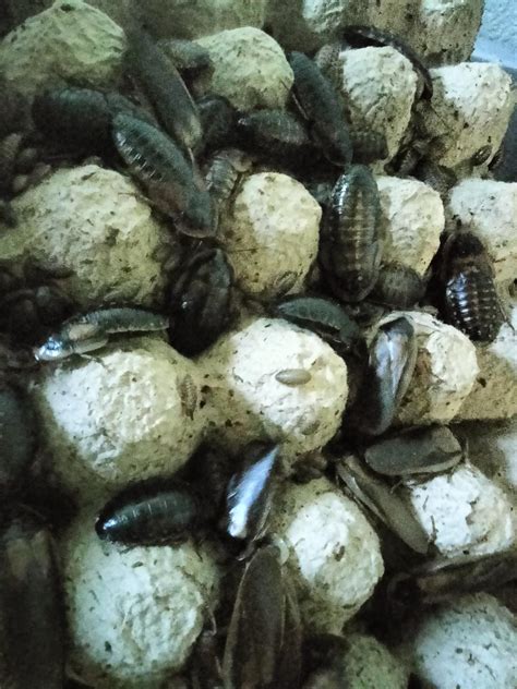  Dubia Feeders and Starter Colonies for sale