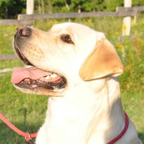 Due to their amazing temperament and high trainability, Labrador retrievers are often used as service dogs for people with disabilities and make great guide dogs