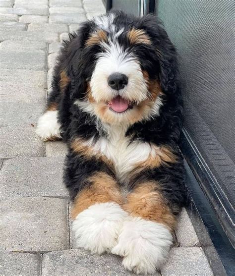  Due to their pedigree, Bernedoodles are very affectionate , incredibly loyal, and good-natured, which are the traits they inherit from Bernese Mountain Dogs