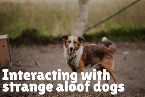  Due to their protective nature, they can be aloof towards strangers and strange dogs, especially when they are younger