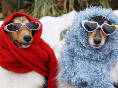  Due to their small size, they may also need to bundle up with some winter dog products while on walks in the cold