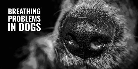  Due to their snub noses, these dogs tend to struggle with breathing problems, and they can have quite weak joints too