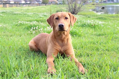  Due to their unique and certainly eye-catching color, the Fox Red Labrador continues to grow in popularity