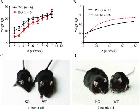  During 6 months, mice were observed by the scientists