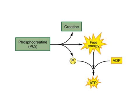  During high-intensity physical activity, such as weightlifting or sprinting, the energy stored in phosphocreatine is rapidly released to support the production of adenosine triphosphate ATP , the primary energy source for muscle contraction