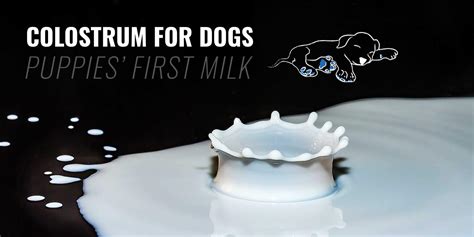  During the first two days of life, a puppy that nurses takes in the colostrum that is present in the milk that is first produced