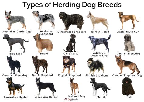  During the s, there was an attempt to standardize dog breeds and promote traits that encouraged sheep herding, including speed, strength, endurance, and intelligence