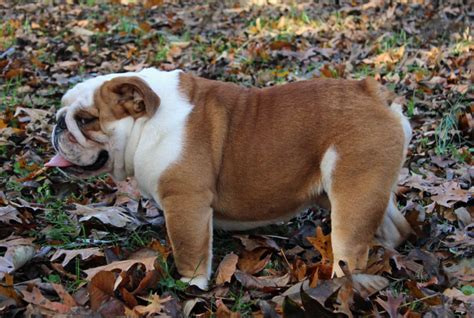  During the summer, an average English bulldog can have up to four puppies