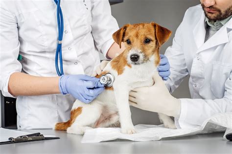  During the visit, your vet will examine your pup and may run tests to diagnose the problem