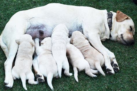  During these initial few weeks, you can expect the pups to be reliant on their mother for milk and warmth, with them reluctant to leave her side