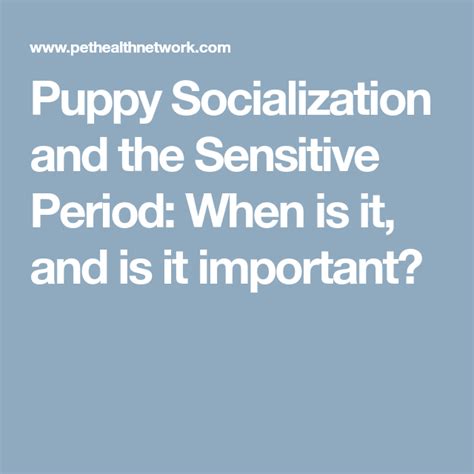  During this period, it is very important for the puppy to encounter as many stimuli, people and dogs as possible