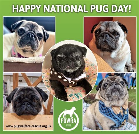  During this time, the Pug was considered a national treasure that outsiders could only access if one was gifted to them