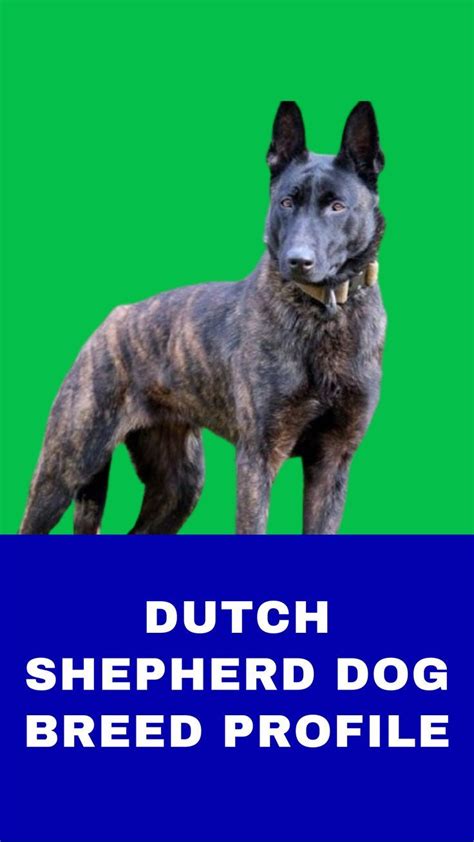  Dutch Shepherds originated in the Netherlands and are very similar to Czech Shepherds in body form however they are typically more solid, weighty and sturdy than Czech Shepherds